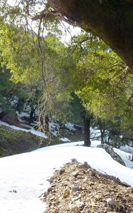 Rouva forest